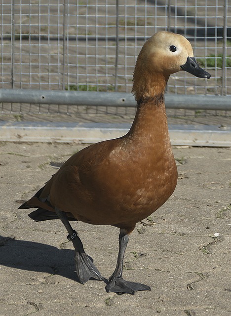 打折扣